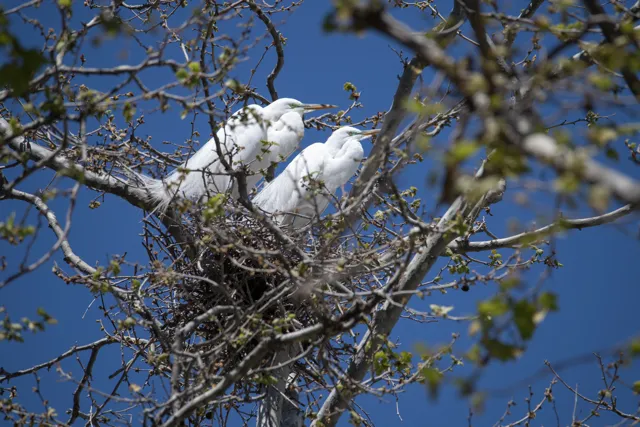 Dos garcetas posadas sobre una rama de árbol en un día soleado