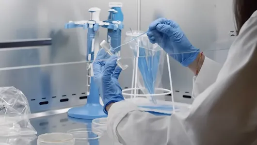 A scientist wearing a white lab coat and blue nitrile gloves works inside a sterile laminar flow hood. They are using a pipette to carefully transfer liquid into a small cell culture dish, with laboratory equipment like micropipettes and sterile tips visible in the background.