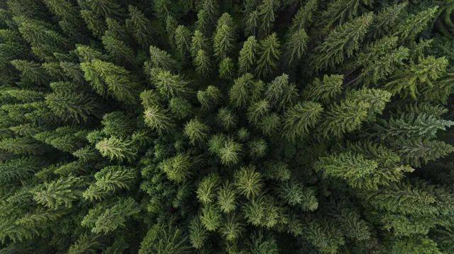 Vue aérienne d'une forêt verdoyante 