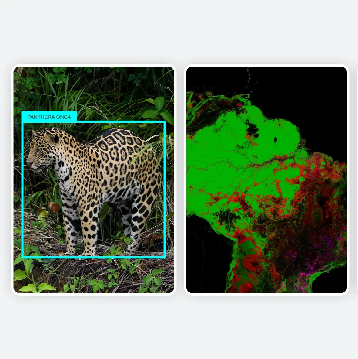 Two vertical panels: a jaguar with a blue bounding box, and a map of South America with green and red areas