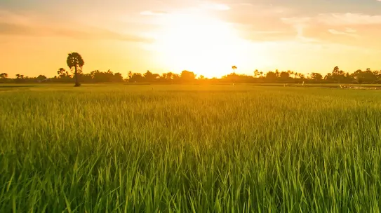 A picture of a green field with the sun setting in the distance