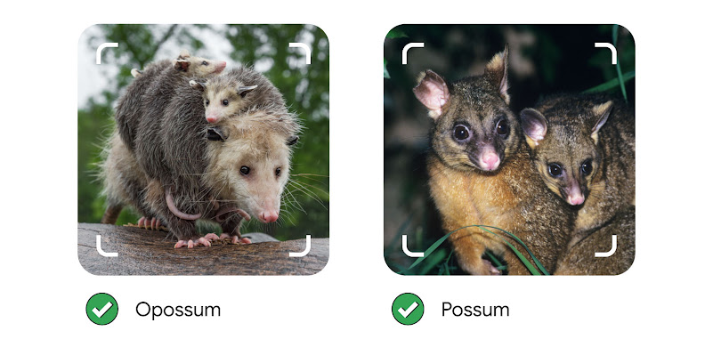 Questa immagine mostra le foto di due animali diversi una accanto all'altra. A sinistra è mostrato un opossum con i piccoli, che si trova in Nord America, e a destra una famiglia di possum, che sono originari della regione dell'Australasia.