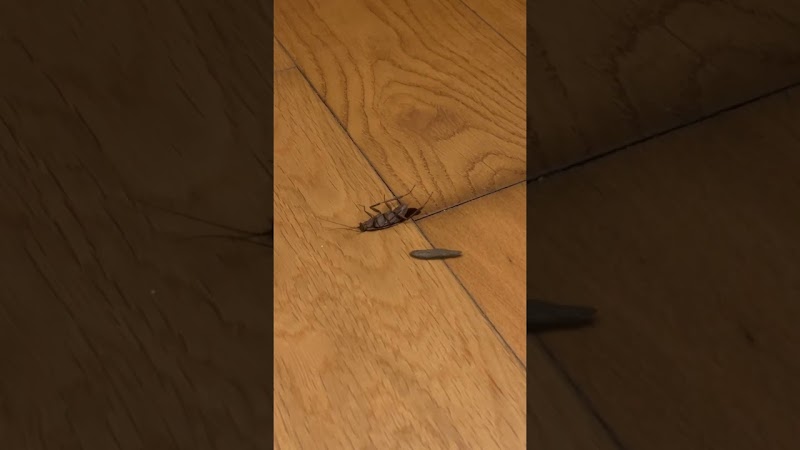 컴배트 겔 바이럴 비디오 캠페인