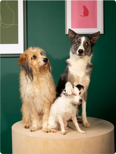 Drei Hunde auf einem Podest