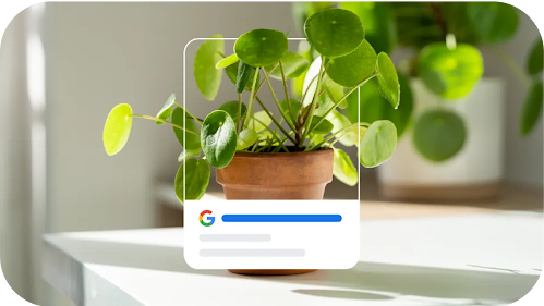 Small green houseplant with a Shopping Ad frame overlaid. 