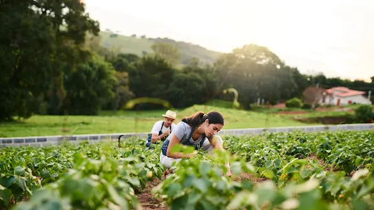 A photograph featuring agricultural workers in a field, used to illustrate the Cromai case study. The image shows the human element of farming, highlighting the workers who benefit from AI-driven agricultural technology designed to improve crop management and sustainability.