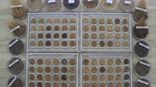 A top-down view of a large collection of rice samples labeled "Philippine Rice Biodiversity" and "Asian Rices." The display shows a vast range of grain colors, shapes, and sizes in circular containers and grid layouts.