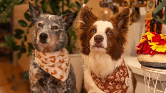 pet wellness focused startup