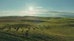 An aerial view of a herd of cattle grazing on rolling, green pasture hills under a bright sun.