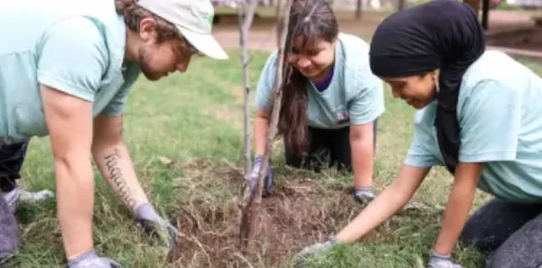 three people working together to plant a tree