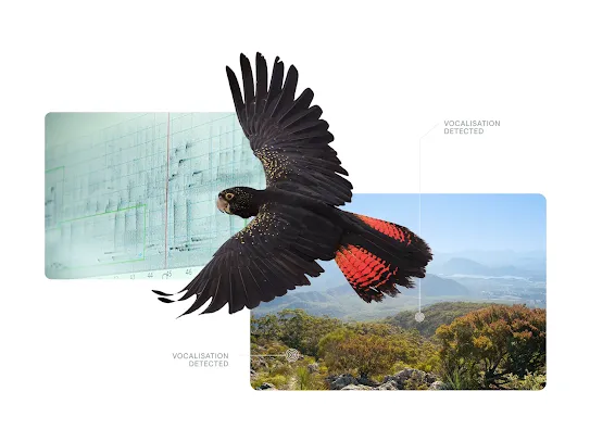 DFI Cockatoo Hero