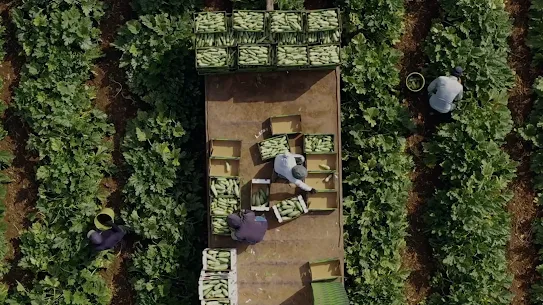 Top-down aerial view of farmers harvesting and packing green zucchini or squash into crates on a flatbed trailer surrounded by lush green crop fields.