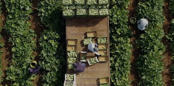 Top-down aerial view of farmers harvesting and packing green zucchini or squash into crates on a flatbed trailer surrounded by lush green crop fields.