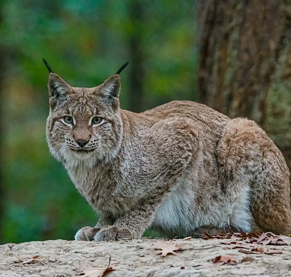 Iberian lynx
