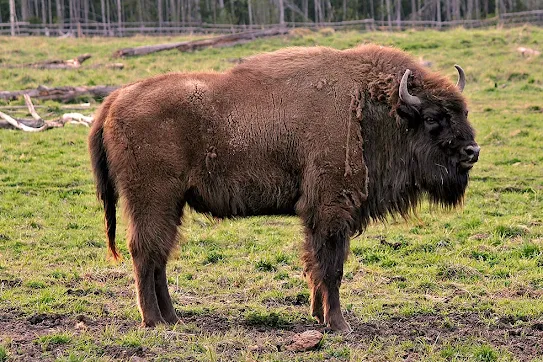 horndal-wildlife.webp