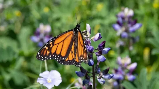 California’s monarch butterflies.webp