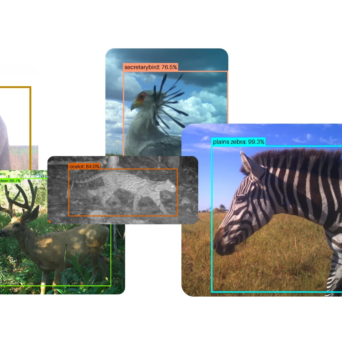 Photos of animals being identified by the SpeciesNet AI model